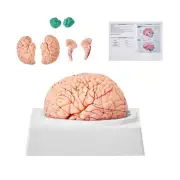 VEVOR Human Brain Model Anatomy, 1:1 Life-Size 9-Part Human Brain Anatomical Mod
