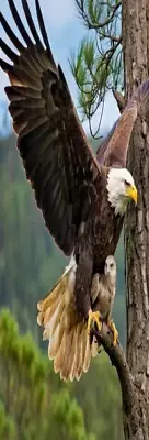 EAGLE MOTHERS LOVE,MOUNTAIN,TREES - Bookmark, Books, Book Accessories