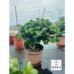 植物空間 造型美國櫻桃8吋 含盆高50-80公分 陽光植物 室外植物 果苗 水果植物