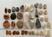 39 Natural Clam Shell smooth seashell frags beach jewelry pebble art craft cabs