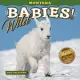 2025 Montana Wild Babies Mini Wall Calendar