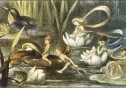 Waterlilies : Richard Doyle : 1879 : Archival Quality Art Print