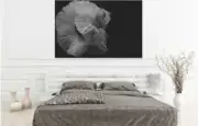 flower-shy-white-black-and-white-WALL ARTS high quality Canvas home decor