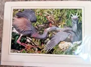 Photo blank Greeting Card Picture Heron Nature wildlife by Ed King Vintage B1