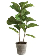 Napa Home & Garden 43in Potted Fiddle Leaf Fig