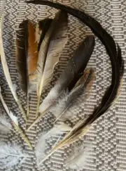 Authentic GameCock bundle of Feathers