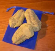 Genuine Calymene Moroccan Trilobite - Large - Gift Packaged - Great Fossil Gift