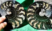 Large Black Ammonite Pair 167mm Crystals XL 6.6" 110myo Dino age Fossil a3738pp