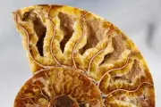 Large Ammonite Pair 118mm Great Crystals 4.7" 110myo Dinosaur age Fossil 4299aa