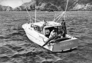 Marlin In New Zealand 1950 Old Fishing Photo