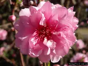 Buy Flowering Peach Trees - Low Chill (Prunus spp)