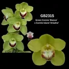 Cymbidium flasks of GB2315 Green Connie ‘Bianca’ x Connie Island ‘Ariadne’