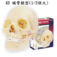 在飛比找蝦皮購物優惠-益智城《4D人體模型/人頭骨模型/DIY模型/4D頭顱模型/