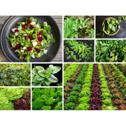 SALAD GREENS / BABY LEAF PACK - 12 packets of seeds