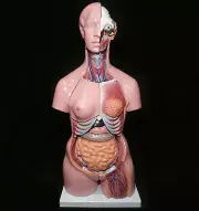 Human 85cm Unisex Torso Anatomical Model Skeleton Life Size - Medical Anatomy