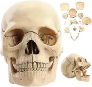 Anatomy Skull Scientific 1:2 Skull Model Detachable 15 Parts Human Skull Realistic 5.8x4x3.4in Anatomy Skull Model for Studying Teaching Anatomy Skull
