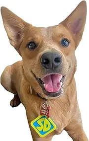 ComfyCamper SD Dog Halloween Costume Collar Tag for Small Medium Large Dog Puppy Puppies Cat Kitten – Clip-On Outfit Keychain Necklace Accessories – Pet Cosplay Roleplay Christmas, Small, Yellow