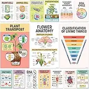 Decorably 16 Science Posters for Classroom Middle School, 11x17in Matte-Laminated Educational Biology Posters