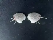 #0036 Pitar Lupenaria Lesson, Gulf of Mexico, 26.3mm Clam shells