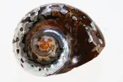 Turbo sarmaticus Shell snail South African Ver.1 Seashell Shellfish Collectible