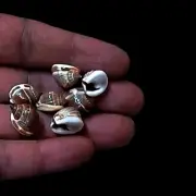 Partridge tun Shells Craft Art Decor Natural Sea Shell approx.240 pc 1/2 Pound
