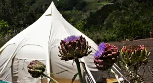 Lotus Yurt