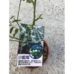 卉迎園藝 小藍莓苗3吋盆/水果樹苗/新興果樹