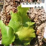 | 綠植日記 | 愛麗絲交象耳鹿角蕨/ELLISII × ELEPHANTOTIS/鹿角蕨/2.5吋