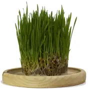 Wheat Grain Grass Sprout Seeds