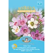 Mr Fothergill's Geraldton Wax Flower Seeds