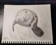 Original Sketch Art Manatee Pose 12x9