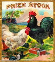 Prize Stock Rooster Chicken Vintage Cigar Box Label Advertisement ART PRINT