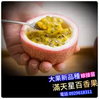 在飛比找蝦皮購物優惠-滿天星百香果盆栽【正品】100公分大苗 蜜糖滿天星百香果 傳