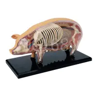 在飛比找蝦皮購物優惠-正品 4D MASTER 動物解剖拼裝生物模型 豬解剖拼裝模