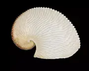 Sea shells Argonauta argo 168.2mm. Aquarium Decoration Products