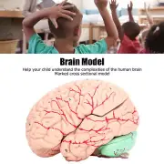 Human Brain Model Anatomy For Neuroscience Study Skull Dedicated Mold For School