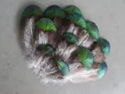 Peacock Plumage Feathers, Natural Blue Green, ~5-7 cm, 12pcs