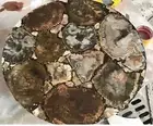 24" Beautiful Petrified Round Coffee Table Top living Room Corner Table Decor