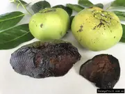 Buy Black Sapote Colossal Grafted Fruit Trees (Diospyros digyna)