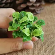 6 Dollhouse Miniature Leaf Flowers Window Leaf Monstera Obliqua Plant Decor