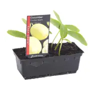Cucumber Crystal Apple Punnet - Cucumis sativus