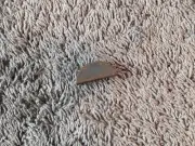 New Homelite / Jacobsen Lawn Mower Key 46301-7