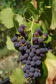 Buy Grenache Grape Vines in Australia (Vitis vinifera)