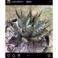 在飛比找蝦皮購物優惠-Agave macroacantha X potatorum