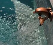 Dolphin Wall Spillway Sheer Descent Pool Fountain Feature in Copper or Nickel