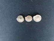 #0024 Lot of 3 Helix Septemvolva, Florida, approx. 11-13mm Land snail shells