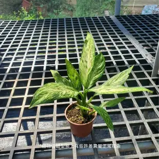 【Gardeners】寶玉粗肋草 3吋盆 -1入(室內植物/綠化植物/觀葉植物)