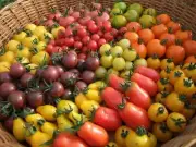 Tomato, Rainbow Mix - Heirloom Vegetable by Life-Force Seeds Australia