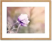 Pink Anemone Flower Framed Wall Art Print