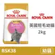 【法國皇家 Royal Canin】(即期)FBN 皇家英國短毛幼貓BSK38 2公斤(貓飼料)(效期2024/7/9)